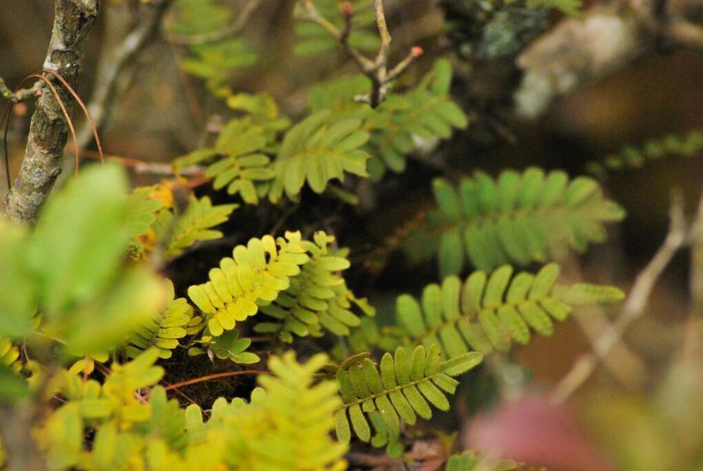 Hostal Casa 4 Estaciones, Coliving & Nature ซานกริสโตบัล เด ลาสกาซาส ภายนอก รูปภาพ